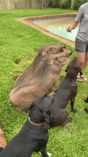 Moving Image Mayhem---Animal Edition