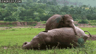 Moving Image Mayhem---Animal Edition