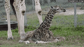 Moving Image Mayhem---Animal Edition