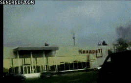 Moving Image Mayhem---Animal Edition