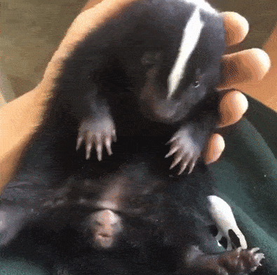 Moving Image Mayhem---Animal Edition