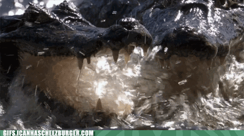 Moving Image Mayhem---Animal Edition