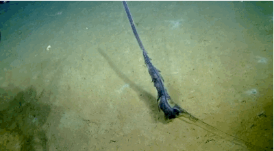 Moving Image Mayhem---Animal Edition