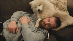 Moving Image Mayhem---Animal Edition