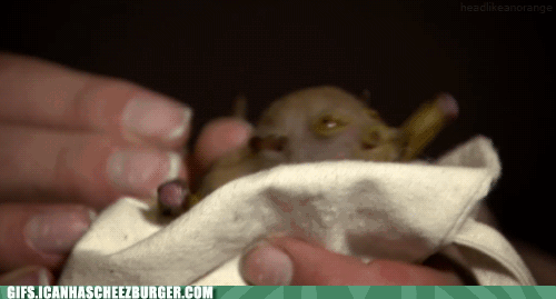 Moving Image Mayhem---Animal Edition