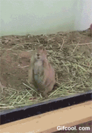 Moving Image Mayhem (Animal) Edition