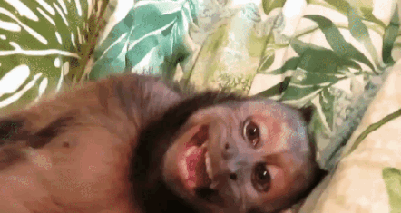 Moving Image Mayhem (Animal) Edition