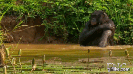 Moving Image Mayhem (Animal) Edition