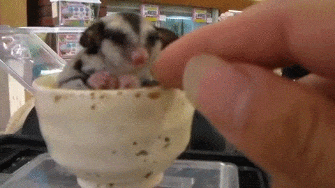 Moving Image Mayhem (Animal) Edition