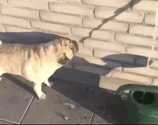 Moving Image Mayhem (Animal) Edition