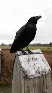 Moving Image Mayhem (Animal) Edition