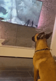 Moving Image Mayhem (Animal) Edition