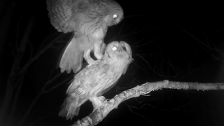 Moving Image Mayhem (Animal) Edition