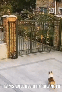 Moving Image Mayhem (Animal) Edition