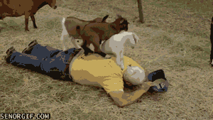 Moving Image Mayhem (Animal) Edition