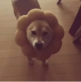 Moving Image Mayhem (Animal) Edition