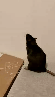 Moving Image Mayhem (Animal) Edition