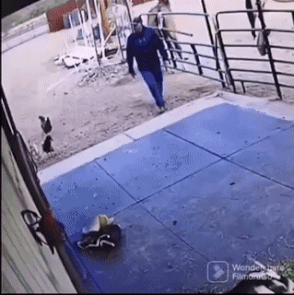 Moving Image Mayhem; Animal Edition