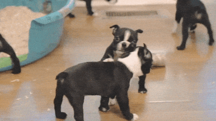 Moving Image Mayhem; Animal Edition