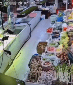 Moving Image Mayhem; Animal Edition