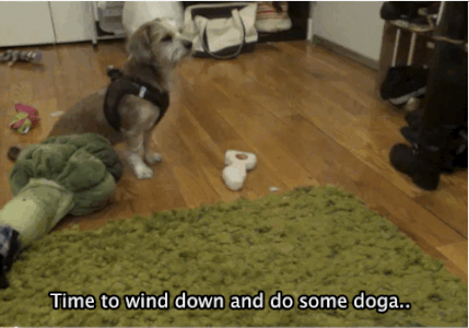 Moving Image Mayhem; Animal Edition