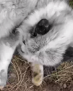 Moving Image Mayhem; Animal Edition