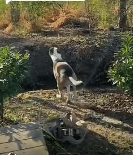 Moving Image Mayhem; Animal Edition