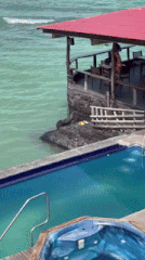 Moving Image Mayhem; Animal Edition