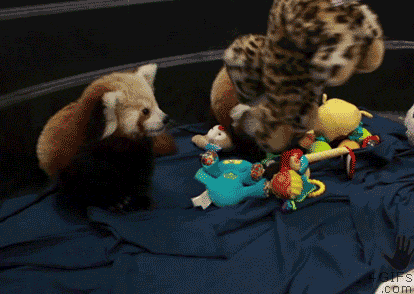 Moving Image Mayhem; Animal Edition