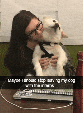 Moving Image Mayhem; Animal Edition