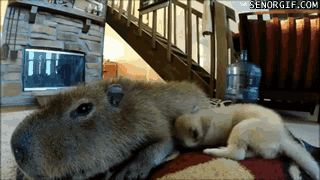 Moving Image Mayhem; Animal Edition