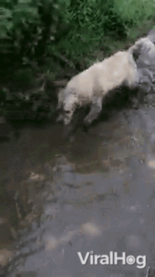 Moving Image Mayhem; Animal Edition