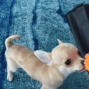 Moving Image Mayhem; Animal Edition