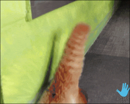 Moving Image Mayhem; Animal Edition