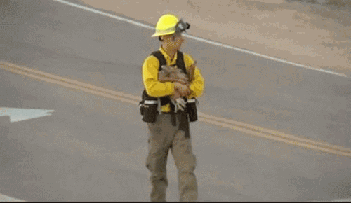 Moving Image Mayhem; Animal Edition