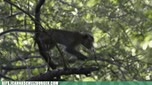 Moving Image Mayhem; Animal Edition