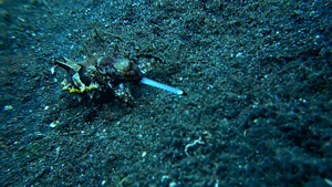 Moving Image Mayhem; Animal Edition