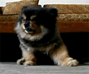 Moving Image Mayhem; Animal Edition