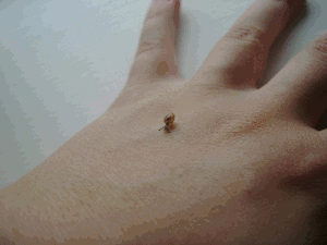 Moving Image Mayhem; Animal Edition