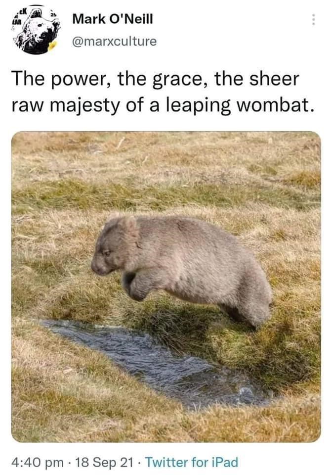 cool pics and memes - funny wombat memes - Ear Mark O'Neill The power, the grace, the sheer raw majesty of a leaping wombat. 18 Sep 21 Twitter for iPad . .