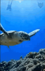 Moving Image Mayhem--ANIMAL EDITION