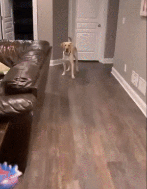 Moving Image Mayhem--ANIMAL EDITION