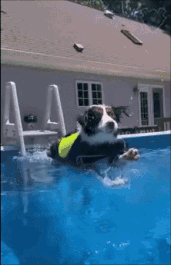 Moving Image Mayhem--ANIMAL EDITION