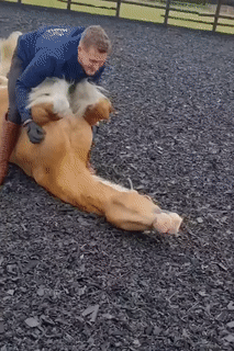 Moving Image Mayhem--ANIMAL EDITION