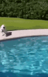 Moving Image Mayhem--ANIMAL EDITION