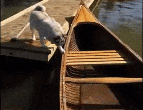 Moving Image Mayhem--ANIMAL EDITION