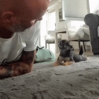 Moving Image Mayhem--ANIMAL EDITION