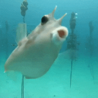 Moving Image Mayhem--ANIMAL EDITION