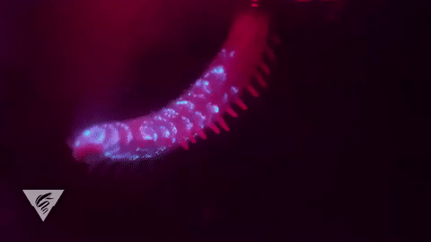 Moving Image Mayhem--ANIMAL EDITION