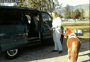 Moving Image Mayhem--ANIMAL EDITION